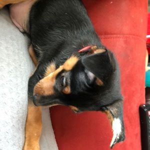 Meet your Posher, Amber